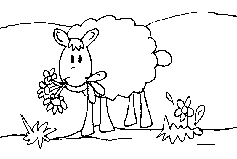 Раскраска овца
